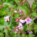 Abelia-edward-Gaucher-ladan.webp