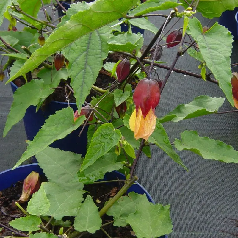 Abutilon-kentish-bell-ladan pepinieres.webp