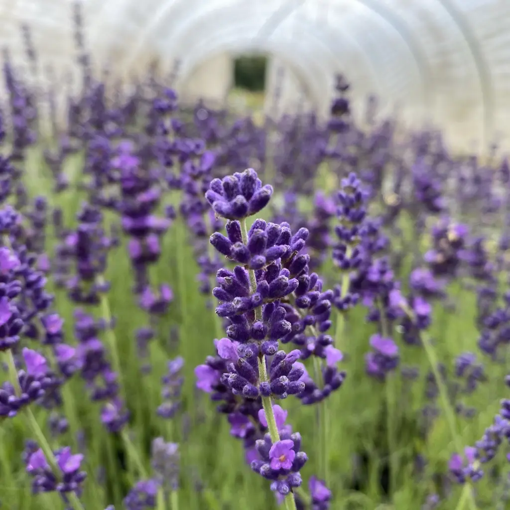lavandula-angustifolia-hidcote blue-pepinieres ladan.webp