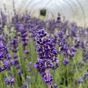 lavandula-angustifolia-hidcote blue-pepinieres ladan.webp