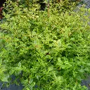 Abelia-grandiflora-sunshine-daydream-Ladan Pepinieres.webp