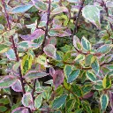 abelia-grandiflora-sunshine-day dream.webp