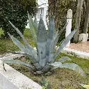 Agave-americana-Ladan.webp
