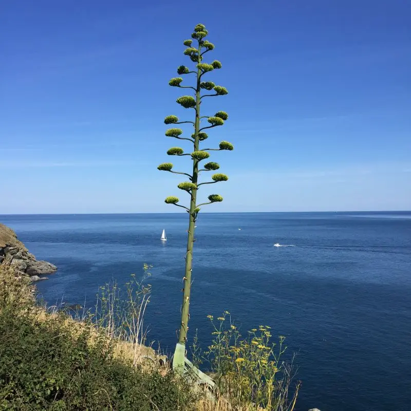 Agave-americana.webp