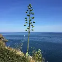 Agave-americana.webp