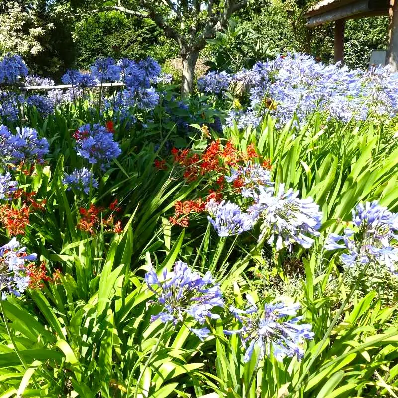 agapanthe-umbellatus-ladan pepinieres.webp