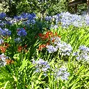 agapanthe-umbellatus-ladan pepinieres.webp