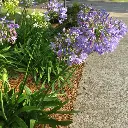 Agapanthe-umbellatus-Ladan.webp