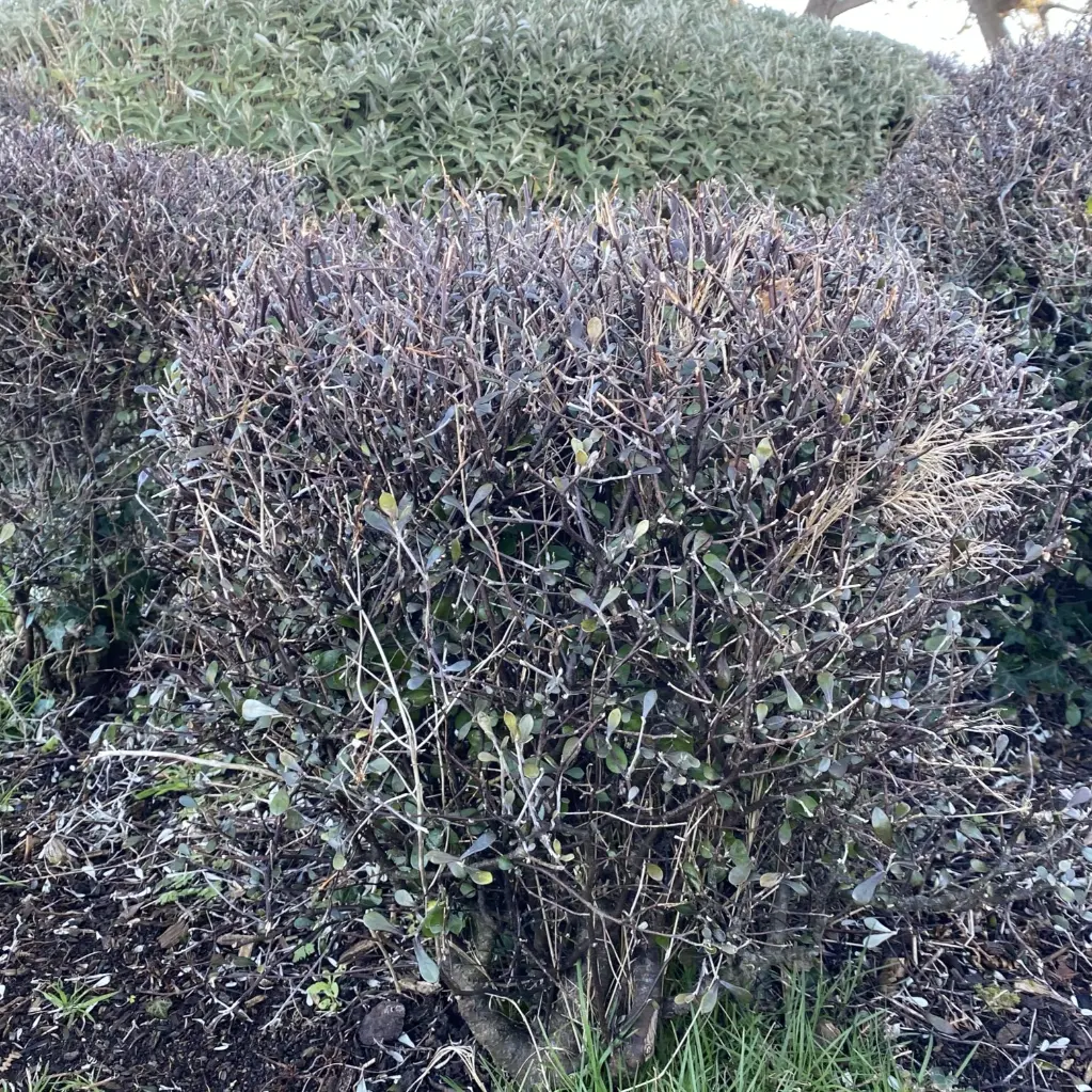 corokia-cotoneaster-pepinieres ladan.webp