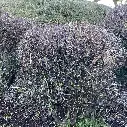 corokia-cotoneaster-pepinieres ladan.webp