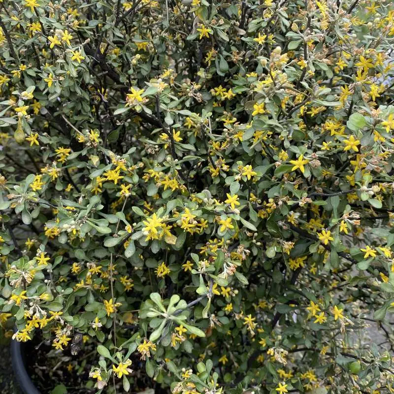 corokia cotoneaster-ladan.webp