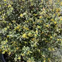corokia cotoneaster-ladan.webp