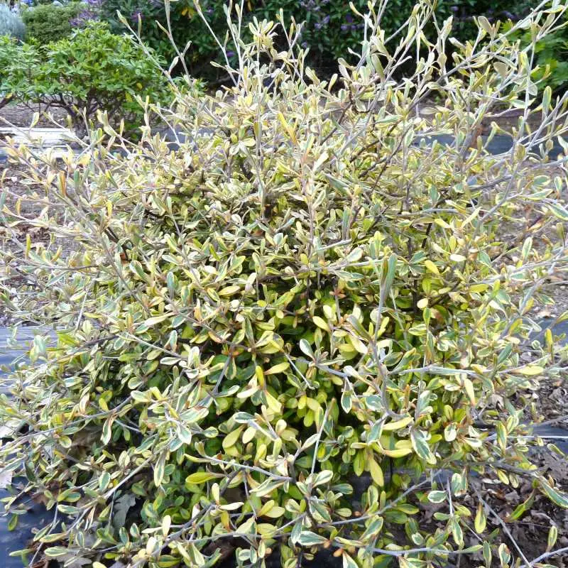corokia-virgata-sunsplash-pepinieres ladan.webp