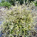 corokia-virgata-sunsplash-pepinieres ladan.webp
