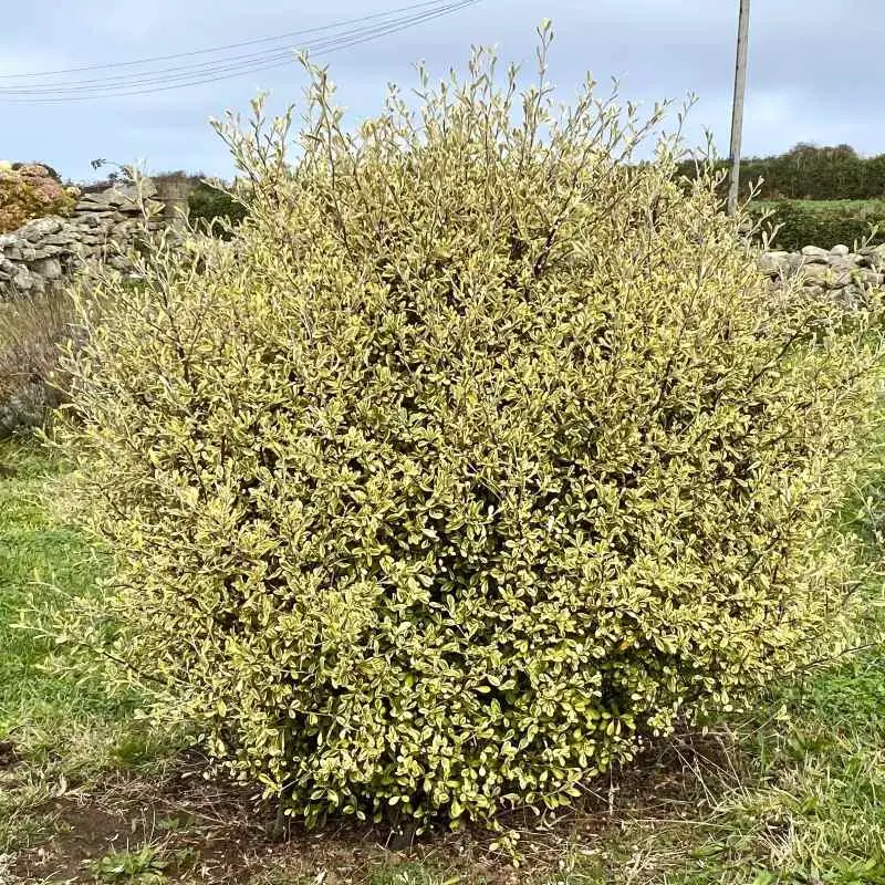 corokia-virgata-sunsplash-ladan.webp