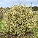 corokia-virgata-sunsplash-ladan.webp