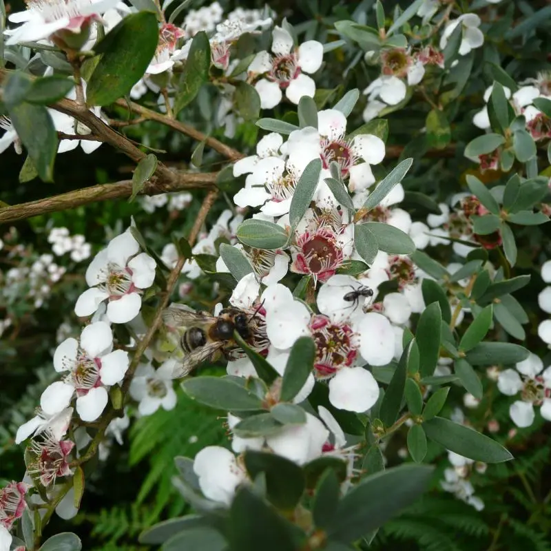 leptospermum-lanigerum-silver sheen-pepinieres ladan.webp