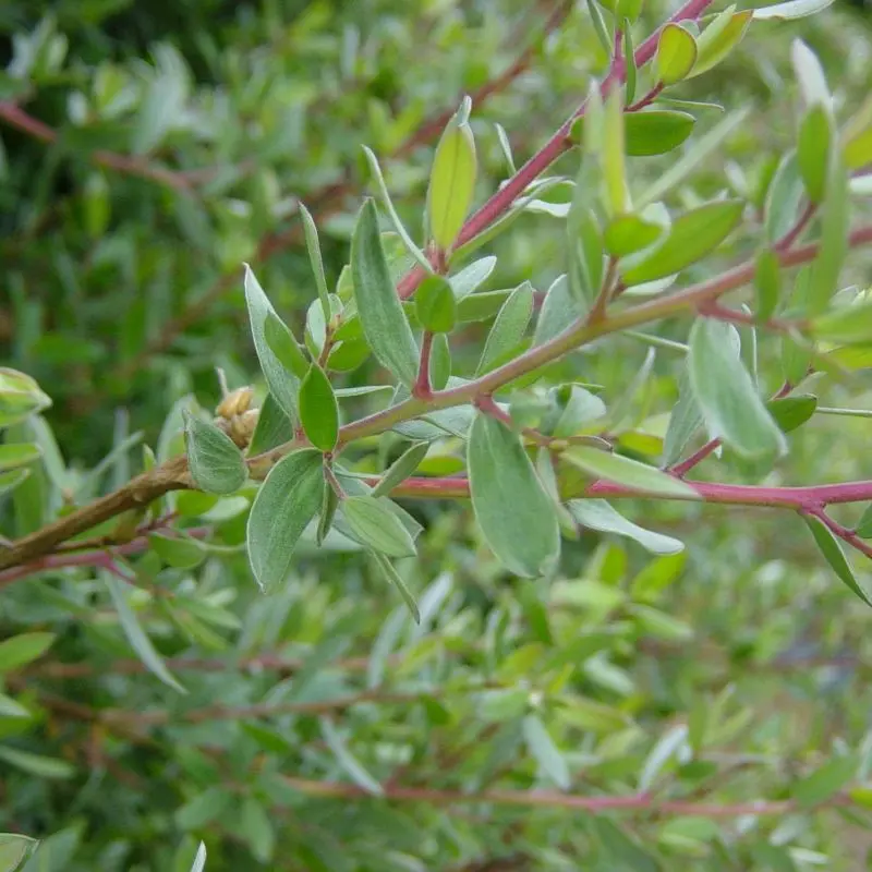 leptospermum-lanigerum-silver sheen-ladan.webp