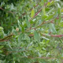 leptospermum-lanigerum-silver sheen-ladan.webp