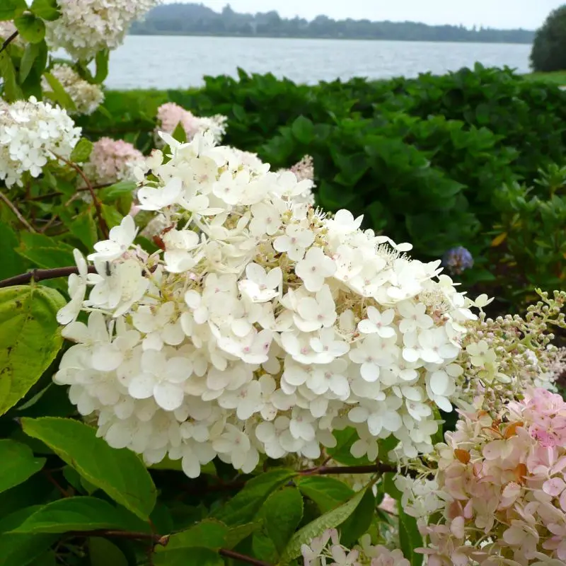 hydrangea-paniculata-grandiflora-pepinieres ladan.webp