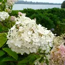 hydrangea-paniculata-grandiflora-pepinieres ladan.webp