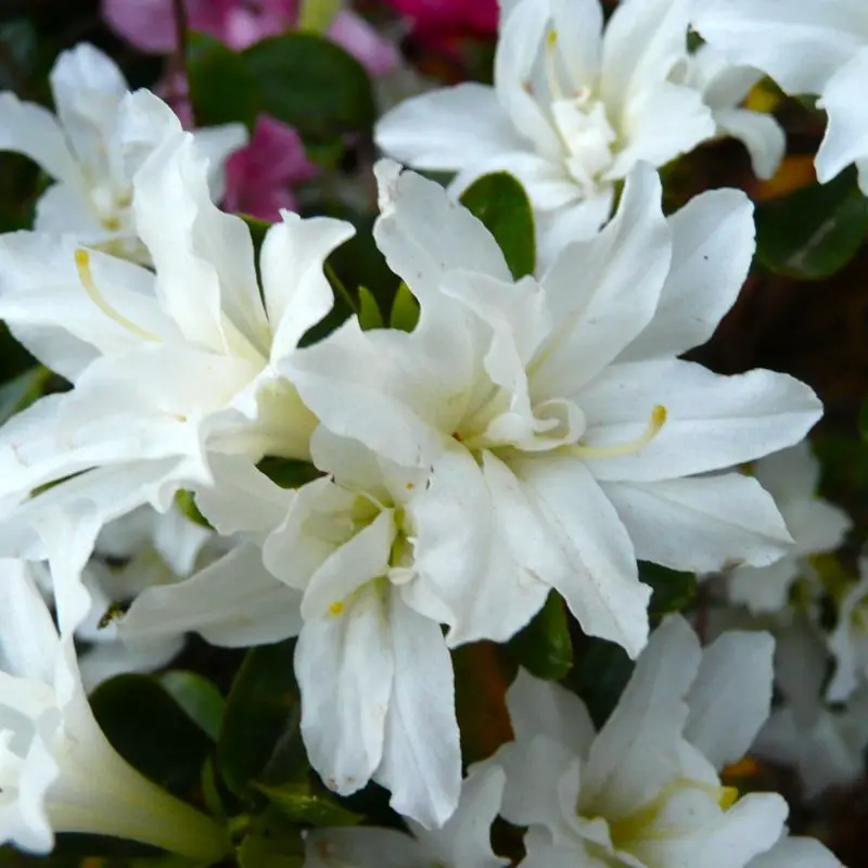 azalea-japonica-Adonis-ladan pepinieres.webp