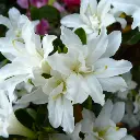 azalea-japonica-Adonis-ladan pepinieres.webp