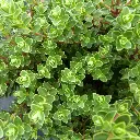 hebe baby mary-ladan.webp