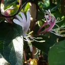 lonicera-japonica-chinensis.webp