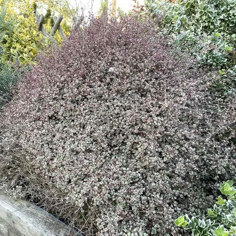 lophomyrtus-ralphii little start-myrte-pepinieres ladan.webp