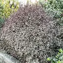 lophomyrtus-ralphii little start-myrte-pepinieres ladan.webp