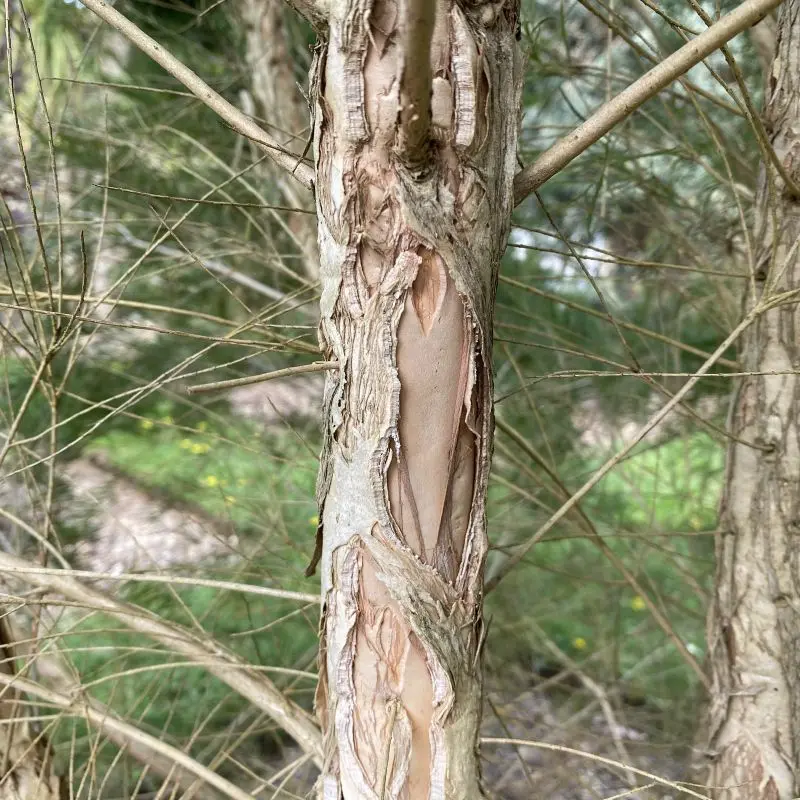 Melaleuca alternifolia - Arbre à thé Tee Tree.webp