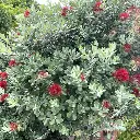 metrosideros-mistral-ladan.webp