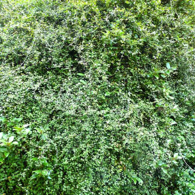 muehlenbechia complexa-ladan.webp