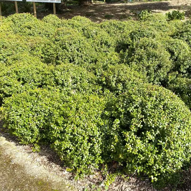 myrsine africana-pepinieres ladan.webp