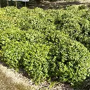 myrsine africana-pepinieres ladan.webp