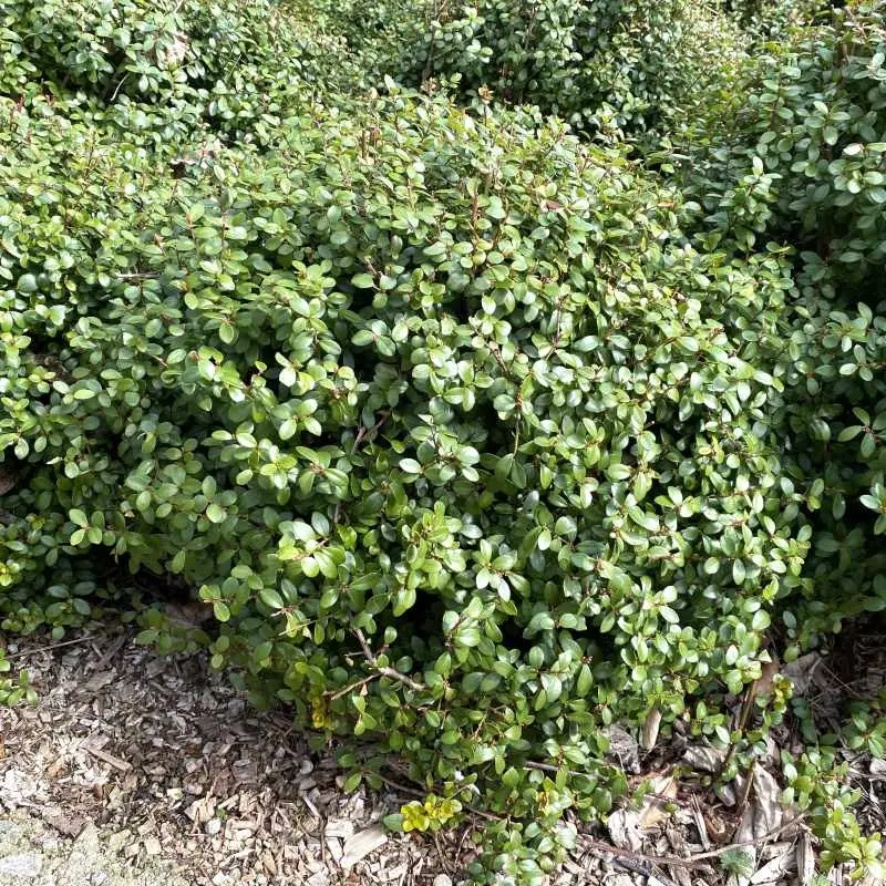 myrsine africana-ladan.webp