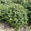 myrsine africana-ladan.webp