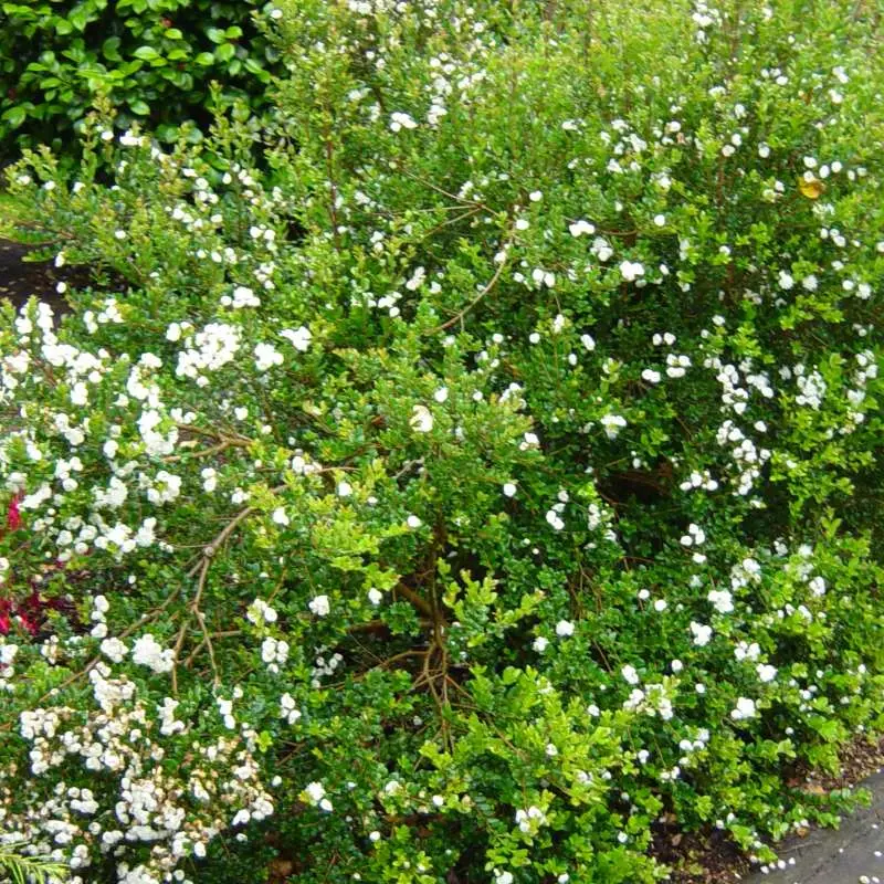 myrthe apiculata-ladan.webp