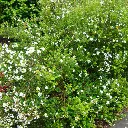 myrthe apiculata-ladan.webp
