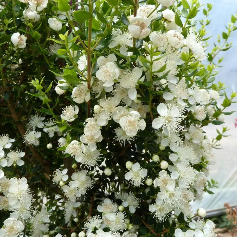 myrthe apiculata-pepinieres ladan.webp