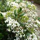 olearia haastii-pepinieres ladan.webp