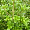 Olearia haastii-ladan.webp
