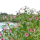 anisodonthea-capensis el rayo-ladan pepinieres.webp