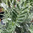 anthyllis-barba-jovis.webp