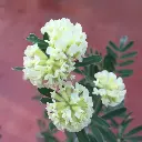 anthyllis-barba-jovis-ladan.webp