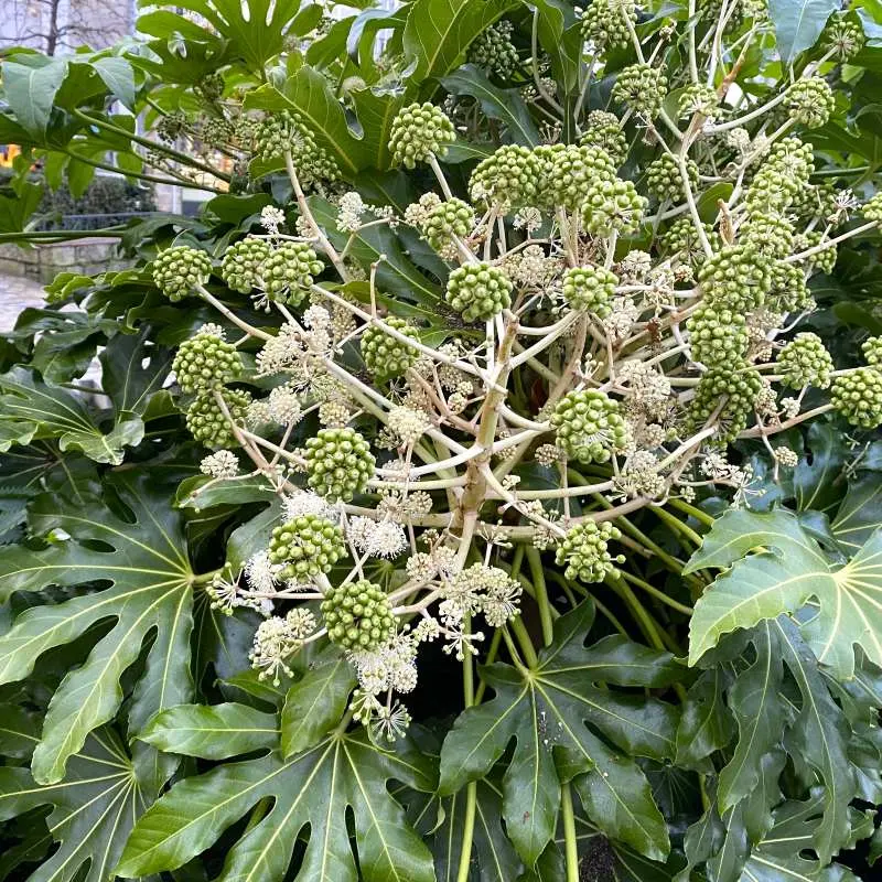 aralia-sieboldi-fatsia-japonica-ladan pepinieres.webp