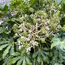 aralia-sieboldi-fatsia-japonica-ladan pepinieres.webp