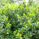 arbutus-unedo-atlantic-ladan.webp