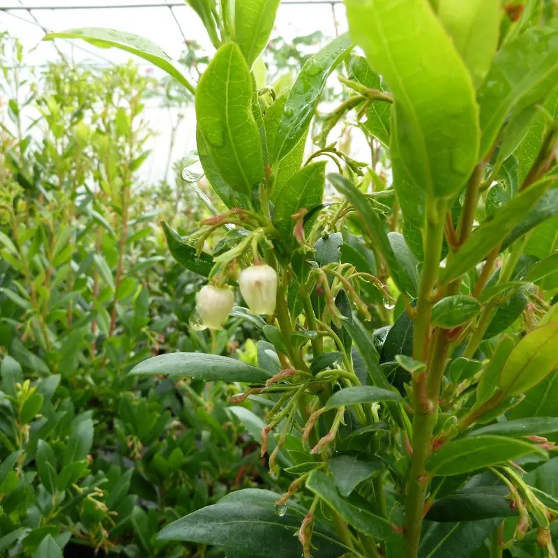 arbutus-unedo-atlantic-ladan pepinieres.webp